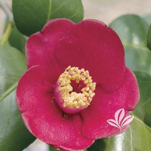 Camellia japonica 'Korean Fire' 