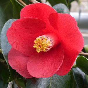 Camellia japonica 'Korean Fire' 