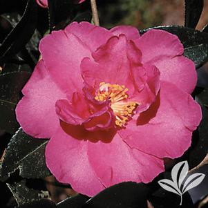 Camellia sasanqua (C. hiemalis) 'Kanjiro' 