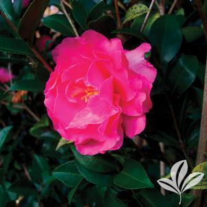 Camellia sasanqua 'Rose of Autumn' 
