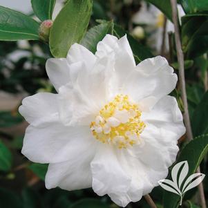 Camellia x 'Winter's Snowman' 