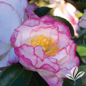 Camellia sasanqua 'Green 97-039' 