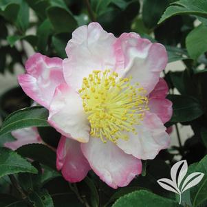 Camellia sasanqua 'Hana Nana' 