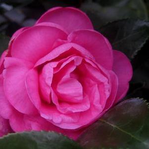 Camellia x 'Winter's Joy' 