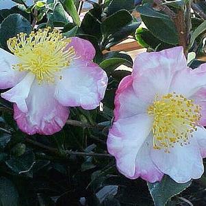 Camellia sasanqua 'Hana Jiman' 