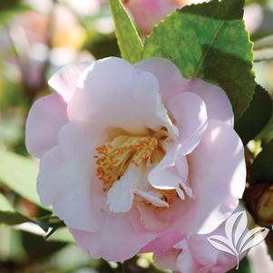 Camellia x 'High Fragrance' 