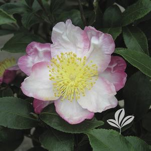 Camellia sasanqua 'Hana Jiman' 