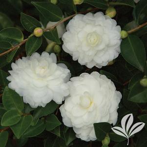 Camellia sasanqua 'Green 02-004' 