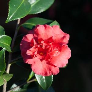 Camellia sasanqua 'Reverend Ida' 