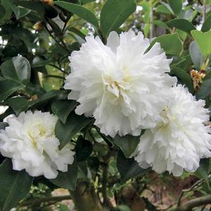 Camellia sasanqua 'Green 99-016' 