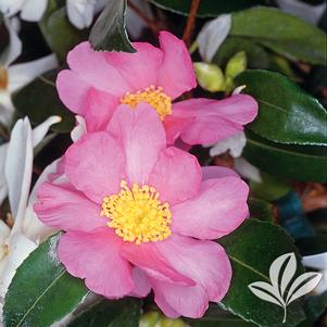 Camellia x 'Winter's Star' 