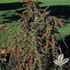 Cotoneaster dammeri 'Coral Beauty' 