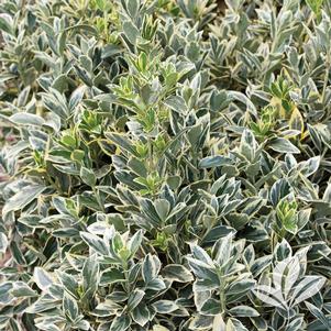 Euonymus japonicus 'Silver King' 