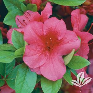 Rhododendron girard x 'Crimson' 