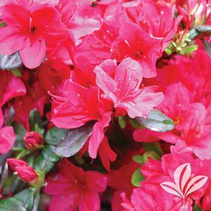 Rhododendron kurume x 'Hino-Crimson' 