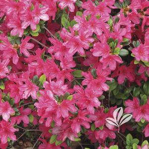 Rhododendron kurume x 'Hinodegiri' 