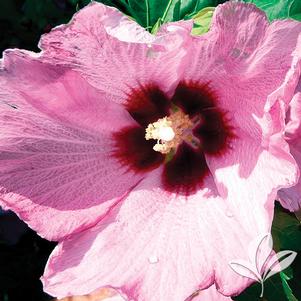 Hibiscus syriacus 'Aphrodite' 