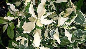 Gardenia augusta 'Variegata' 