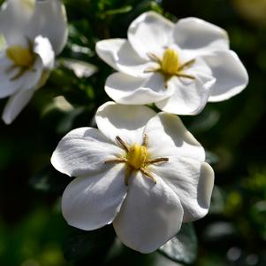 Gardenia jasminoides 'WAH-SG' 