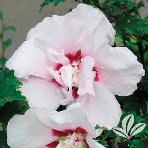 Hibiscus syriacus 'Lady Stanley' 