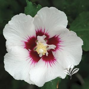 Hibiscus syriacus 'Helene' 