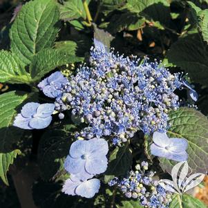 Hydrangea serrata 'Blue Billows' 