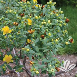 Hypericum frondosum 'Sunburst' 
