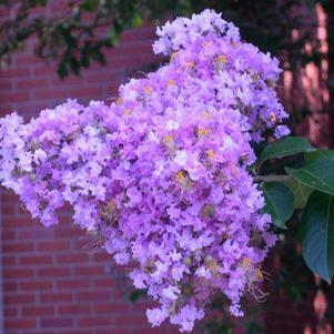 Lagerstroemia indica x fauriei 'Muskogee' 