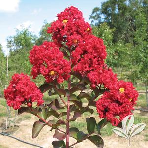 Lagerstroemia indica 'Whit VII' 