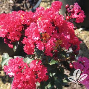 Lagerstroemia indica 'Whit X' 