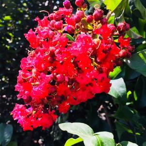 Lagerstroemia 'Miss Frances' 