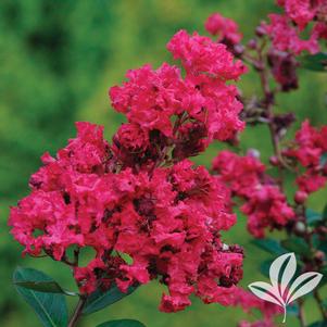 Lagerstroemia indica 'Victor' 