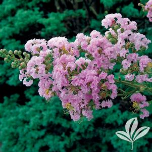 Lagerstroemia indica 'Pink Ruffles' 