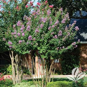 Lagerstroemia indica 'Royalty' 