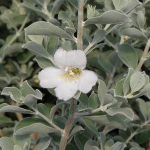 Leucophyllum frutescens 'Alba' 