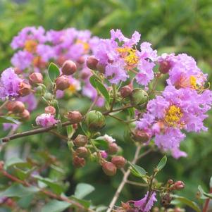 Lagerstroemia indica 'Orchid Cascade' 
