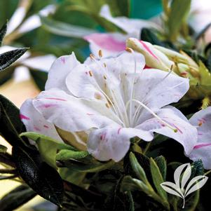 Rhododendron x 'Roblem' 