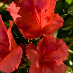 Rhododendron x 'Roblen' 
