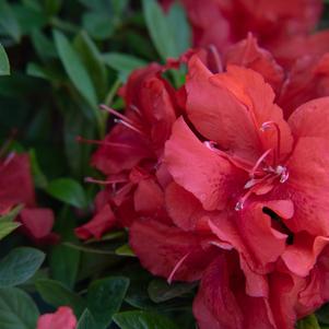 Rhododendron x 'RLH2-2PA1S' 