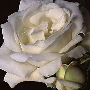 Rosa 'White Dawn' 