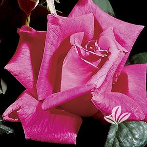 Rosa 'Perfume Delight' 