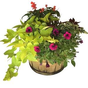 Basket Mixed Annuals Sunny-Side 