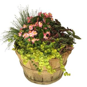 Basket Mixed Annuals Shady-Side 
