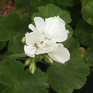 Pelargonium 'Zonal White' 