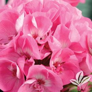 Pelargonium 'Americana Pink Zonal' 