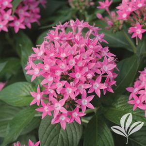 Pentas lanceolata 'Butterfly Deep Pink' 