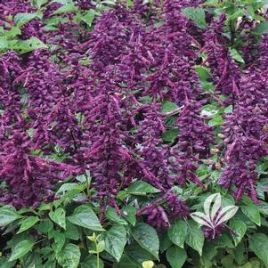 Salvia 'Vista Purple' 