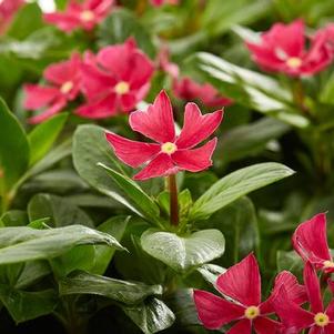 Catharanthus 'Crown Rose' 