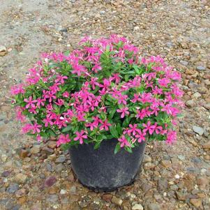 Catharanthus 'Pink' 