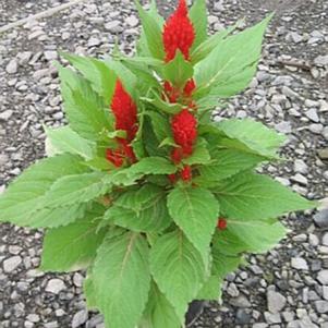 Celosia plumosa 'Fresh Look Red' 